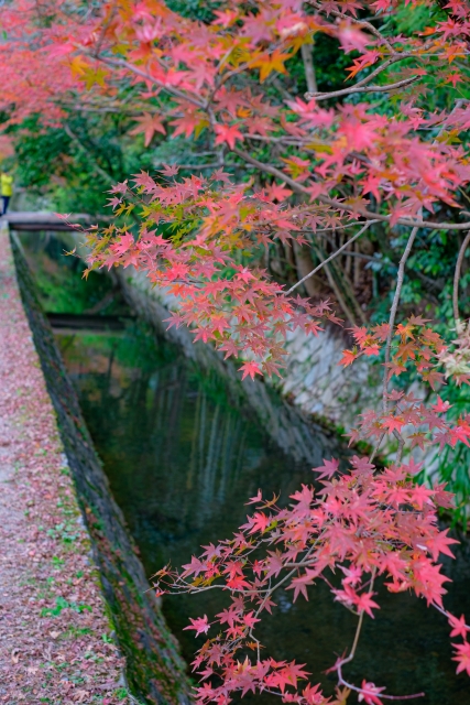 river with leaves