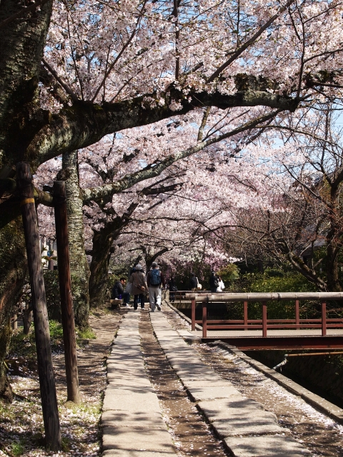 sakura path
